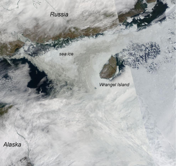 sea ice near Wrangel Island