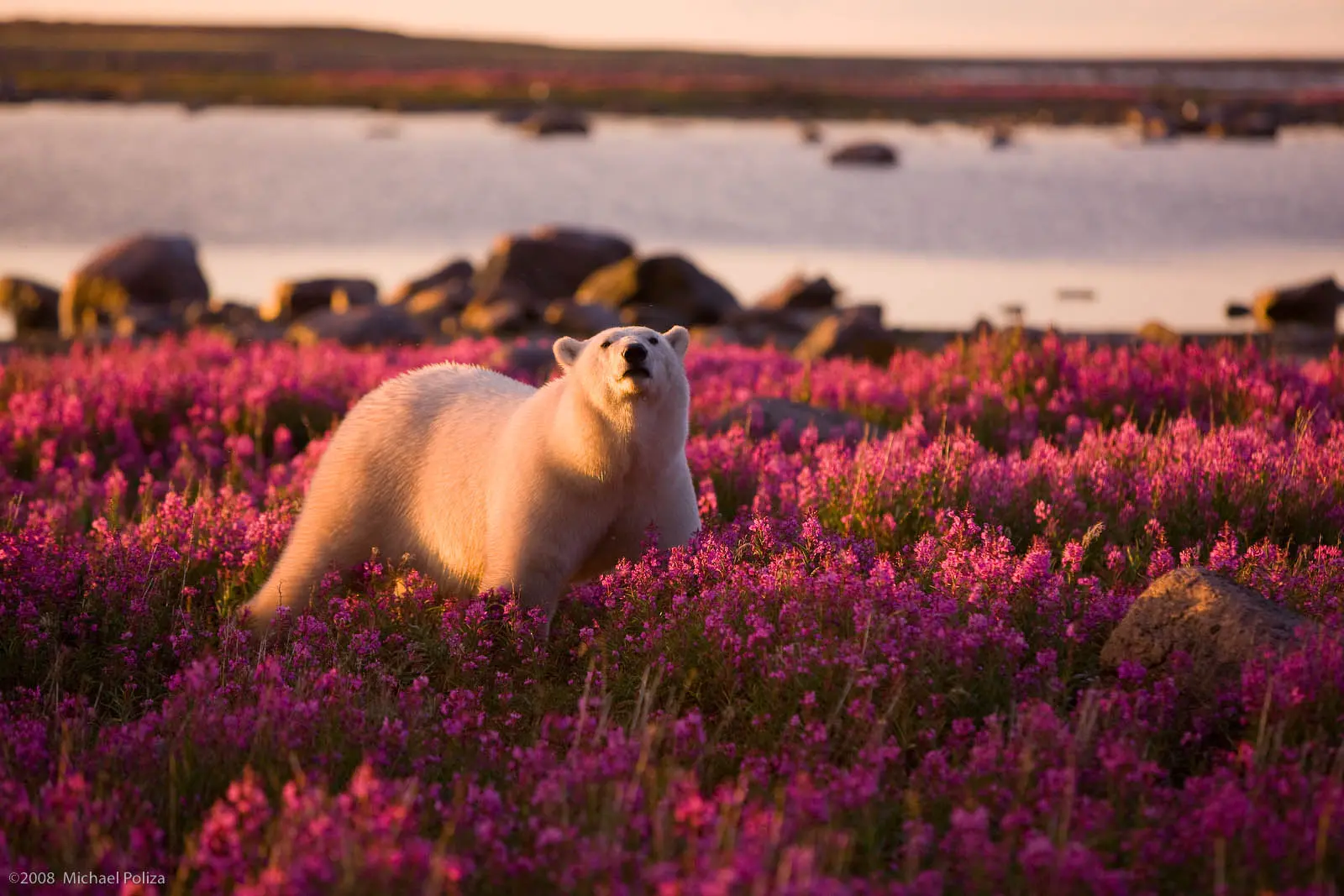 Polar bear in the summer. Credit: Travel Manitoba