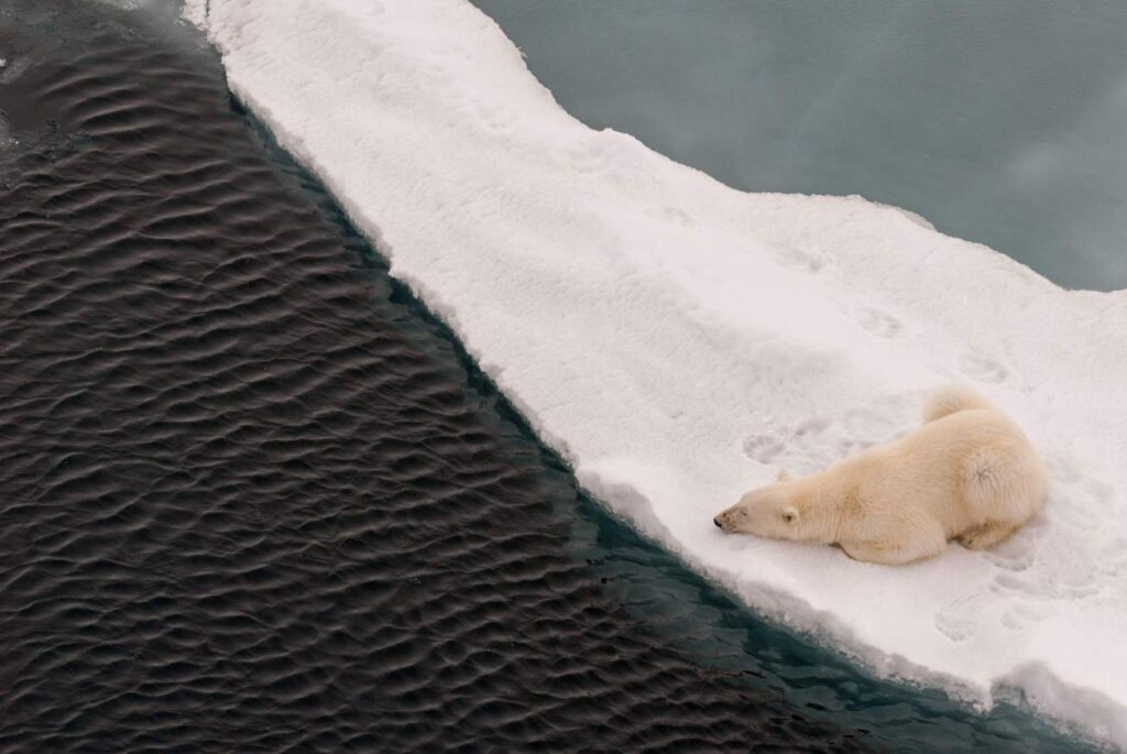 A polar bear lying on melting sea ice looks into open water waiting for a seal. Photo: James Cresswell/Alamy