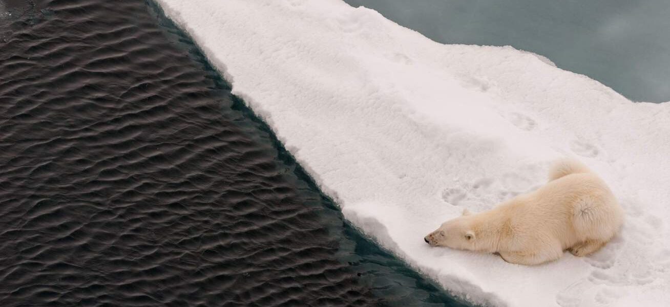 A polar bear lying on melting sea ice looks into open water waiting for a seal. Photo: James Cresswell/Alamy