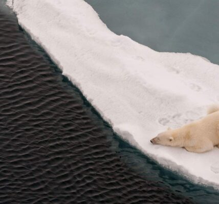 A polar bear lying on melting sea ice looks into open water waiting for a seal. Photo: James Cresswell/Alamy