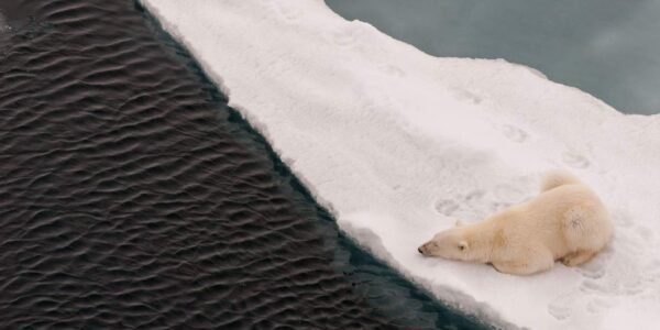 A polar bear lying on melting sea ice looks into open water waiting for a seal. Photo: James Cresswell/Alamy