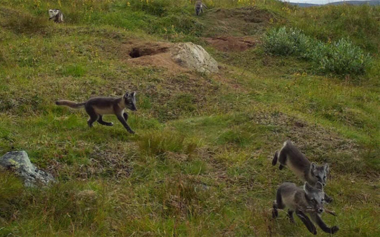 Naalinpentuja riistakameran kuvassa 2023. Kuva: Metsähallitus ja WWF.