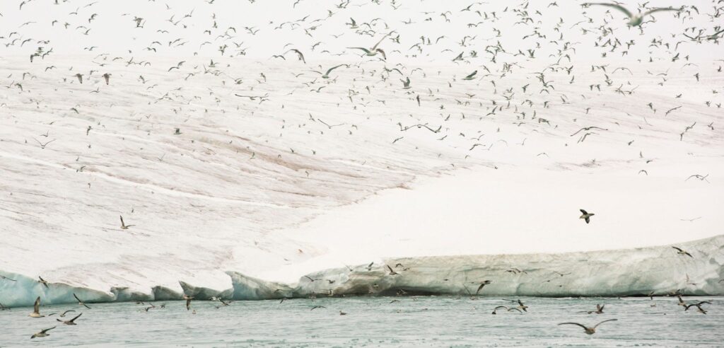 Black-legged kittiwakes migrate from southerly latitudes to the Arctic, where they introduce forever chemicals into the food chain. Photo by Ashley Cooper pics/Alamy Stock Photo