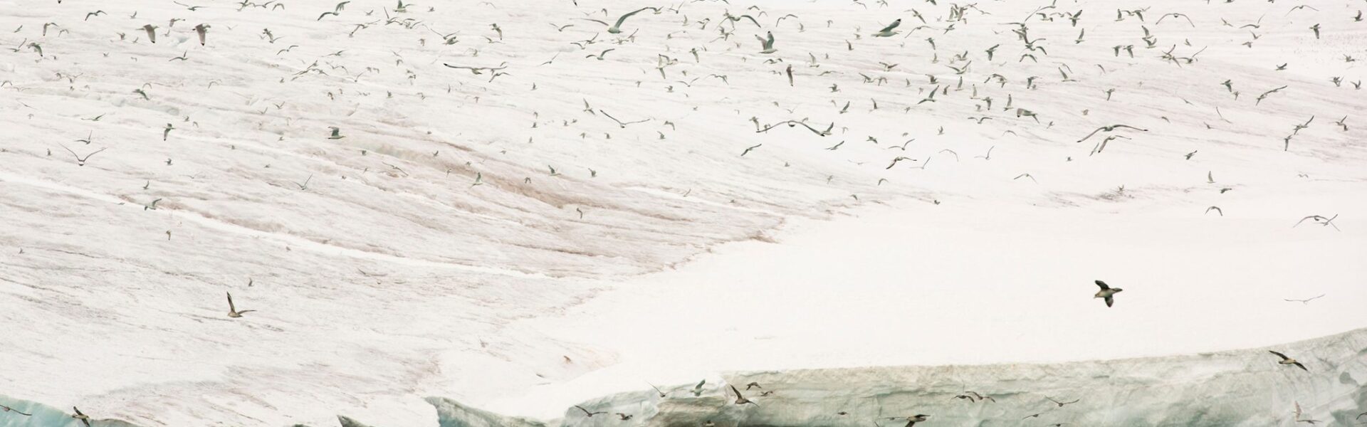 Black-legged kittiwakes migrate from southerly latitudes to the Arctic, where they introduce forever chemicals into the food chain. Photo by Ashley Cooper pics/Alamy Stock Photo