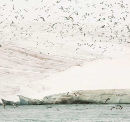 Black-legged kittiwakes migrate from southerly latitudes to the Arctic, where they introduce forever chemicals into the food chain. Photo by Ashley Cooper pics/Alamy Stock Photo