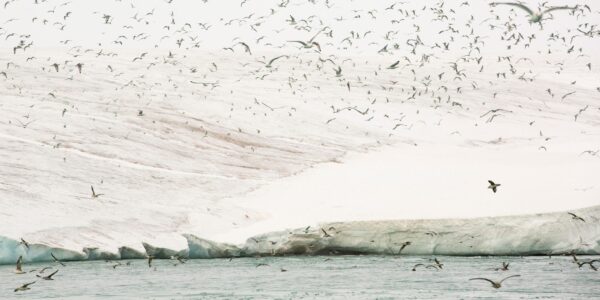 Black-legged kittiwakes migrate from southerly latitudes to the Arctic, where they introduce forever chemicals into the food chain. Photo by Ashley Cooper pics/Alamy Stock Photo