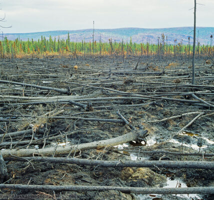 Forest fire burn in the spruce trees adjacent to the James Dalton Highway, Arctic, Alaska (Patrick J. Endres / AlaskaPhotoGraphics.com)