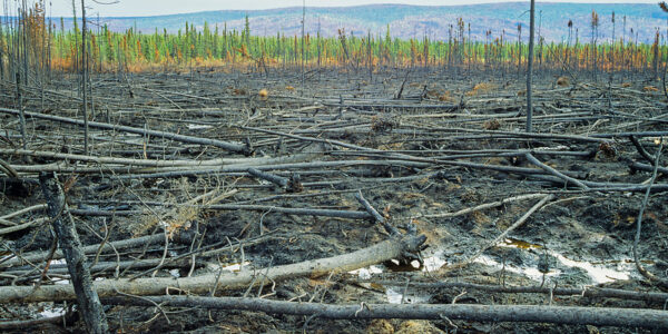 Forest fire burn in the spruce trees adjacent to the James Dalton Highway, Arctic, Alaska (Patrick J. Endres / AlaskaPhotoGraphics.com)