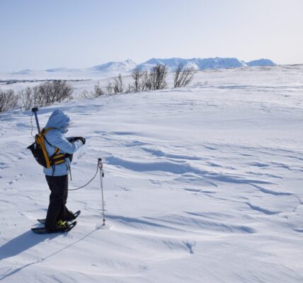 A researcher measures snow depth at NGEE Arctic's Kougarok field site. Photo courtesy of Bob Bolton