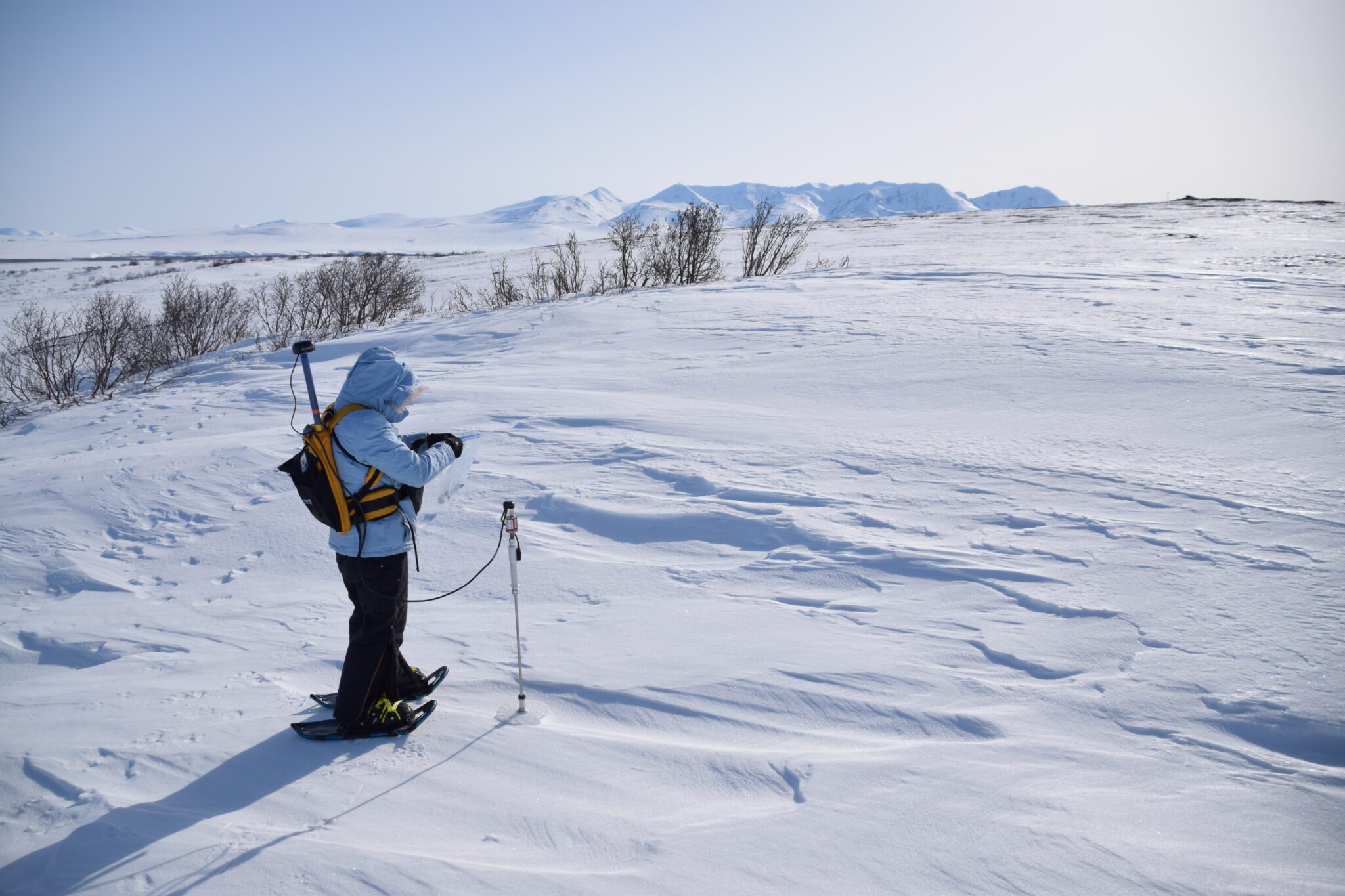 A researcher measures snow depth at NGEE Arctic's Kougarok field site. Photo courtesy of Bob Bolton