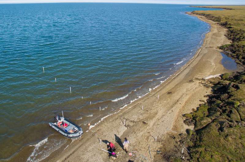 An aerial image of the study site in Kaktovik Lagoon of northern Alaska. Credit: Nathan Sonderman