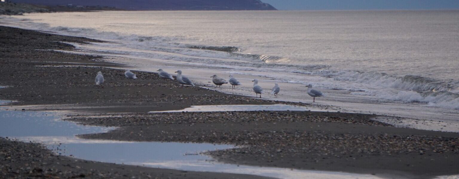 Gulls forage on the Norton Sound beach at Nome on Oct. 2, 2020. Norton Sound is part of the Northern Bering Sea. Former Presidents Joe Biden and Barack Obama took action to prevent oil leasing in the Northern Bering Sea, but President Donald Trump revoked those actions in an executive order that is now the subject of a lawsuit. (Photo by Yereth Rosen/Alaska Beacon)