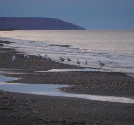 Gulls forage on the Norton Sound beach at Nome on Oct. 2, 2020. Norton Sound is part of the Northern Bering Sea. Former Presidents Joe Biden and Barack Obama took action to prevent oil leasing in the Northern Bering Sea, but President Donald Trump revoked those actions in an executive order that is now the subject of a lawsuit. (Photo by Yereth Rosen/Alaska Beacon)