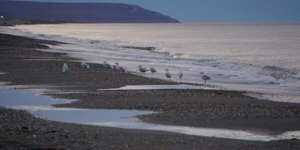 Gulls forage on the Norton Sound beach at Nome on Oct. 2, 2020. Norton Sound is part of the Northern Bering Sea. Former Presidents Joe Biden and Barack Obama took action to prevent oil leasing in the Northern Bering Sea, but President Donald Trump revoked those actions in an executive order that is now the subject of a lawsuit. (Photo by Yereth Rosen/Alaska Beacon)