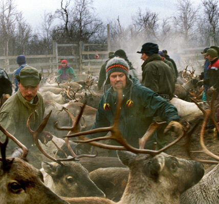 Sámi people herd reindeer in Lapland, Finland. (In Pictures Ltd. / Corbis via Getty Images)