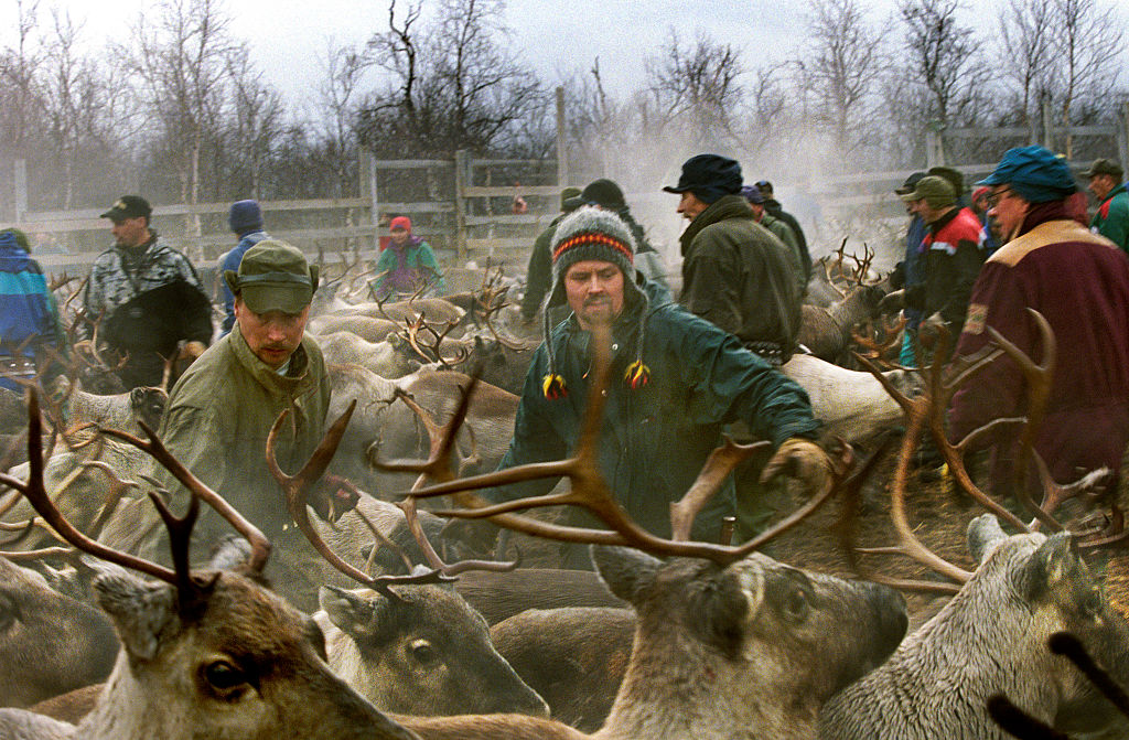 Sámi people herd reindeer in Lapland, Finland. (In Pictures Ltd. / Corbis via Getty Images)