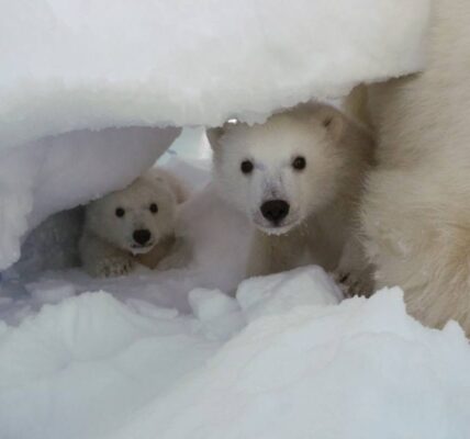 Photo: Jon Aars / Norwegian Polar Institute