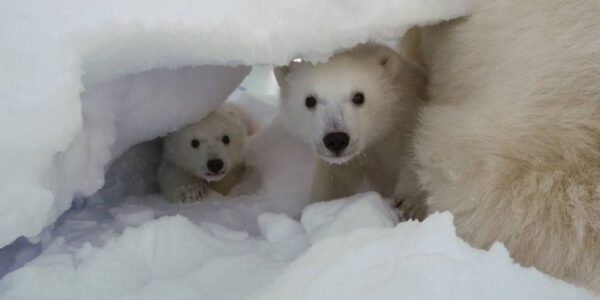 Photo: Jon Aars / Norwegian Polar Institute