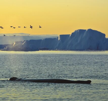 Sleeping whale at dawn in the Arctic of Greenland. Photo: Liubov Sharova © Mostphotos