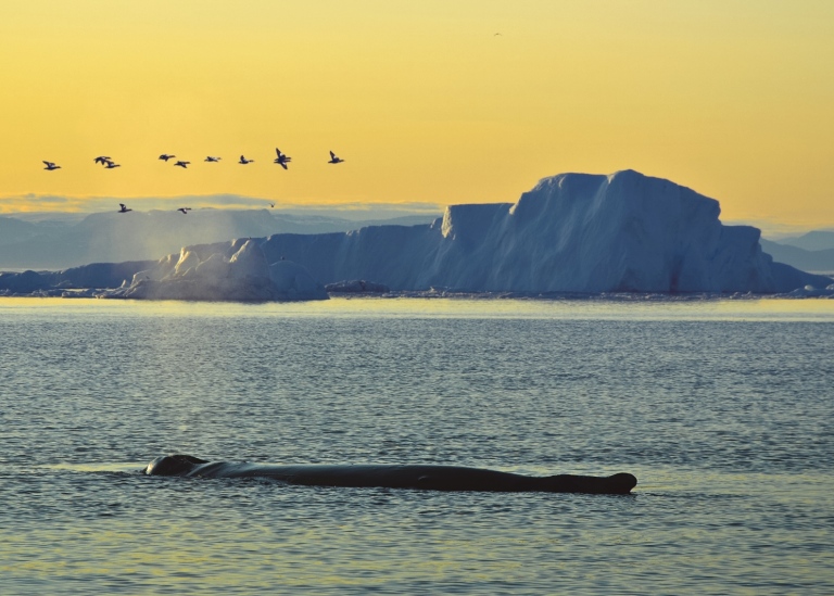 Sleeping whale at dawn in the Arctic of Greenland. Photo: Liubov Sharova © Mostphotos