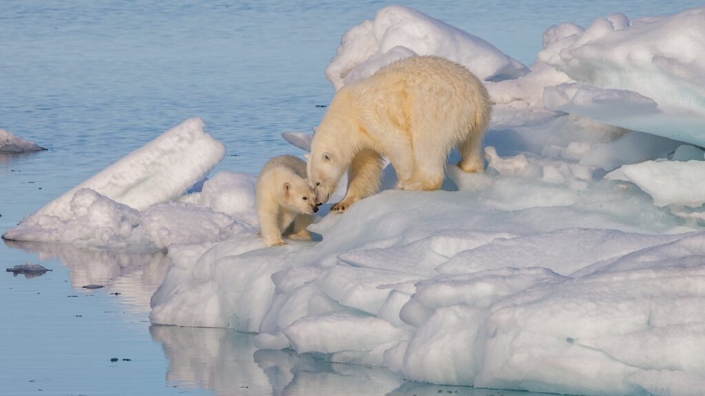 Photo courtesy of Wikimedia Commons. The Arctic, known for its icy and remote wilderness, is undergoing extreme changes as warming in the Arctic continues to increase.