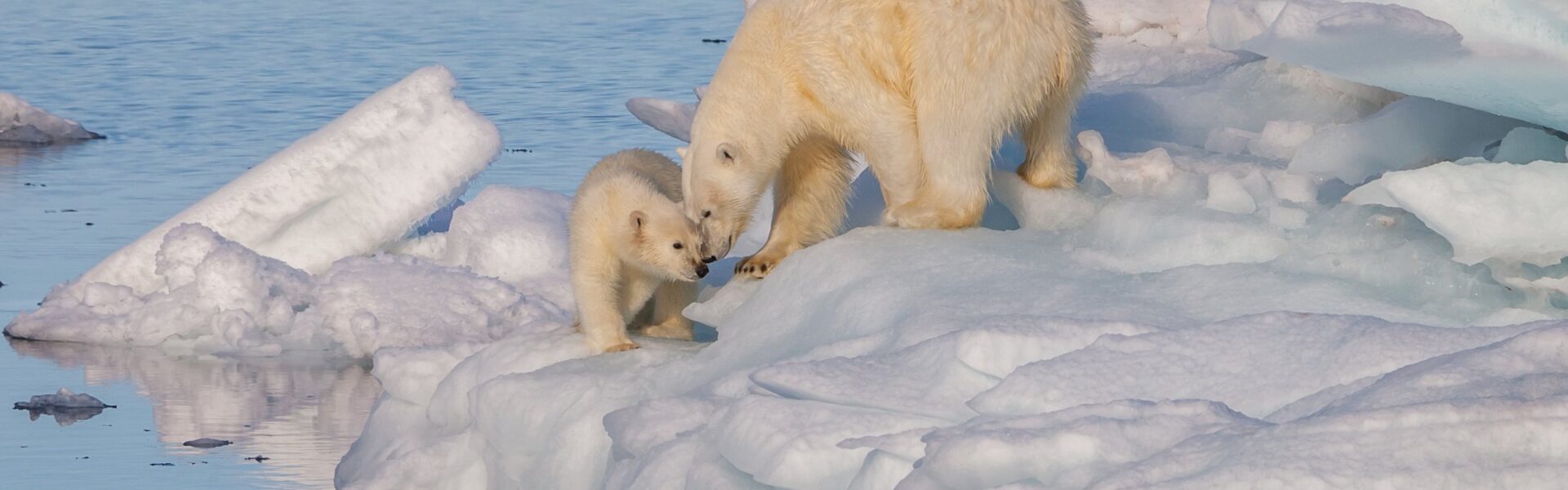 Photo courtesy of Wikimedia Commons. The Arctic, known for its icy and remote wilderness, is undergoing extreme changes as warming in the Arctic continues to increase.