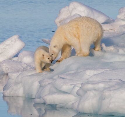 Photo courtesy of Wikimedia Commons. The Arctic, known for its icy and remote wilderness, is undergoing extreme changes as warming in the Arctic continues to increase.