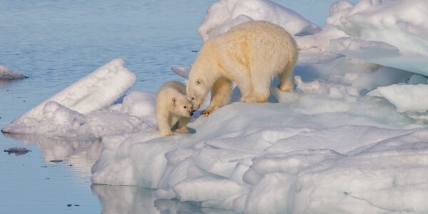 Photo courtesy of Wikimedia Commons. The Arctic, known for its icy and remote wilderness, is undergoing extreme changes as warming in the Arctic continues to increase.