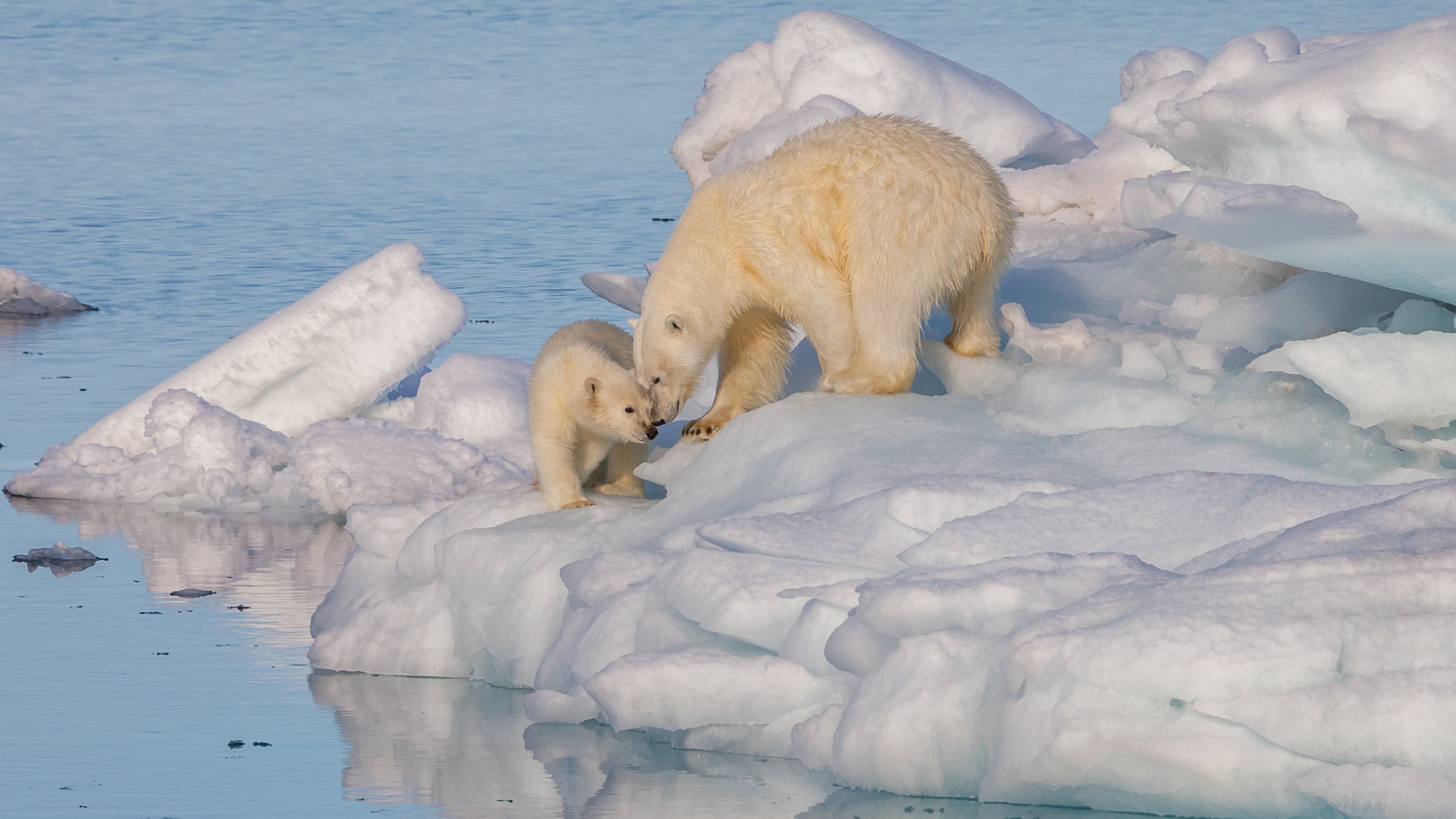 Photo courtesy of Wikimedia Commons. The Arctic, known for its icy and remote wilderness, is undergoing extreme changes as warming in the Arctic continues to increase.