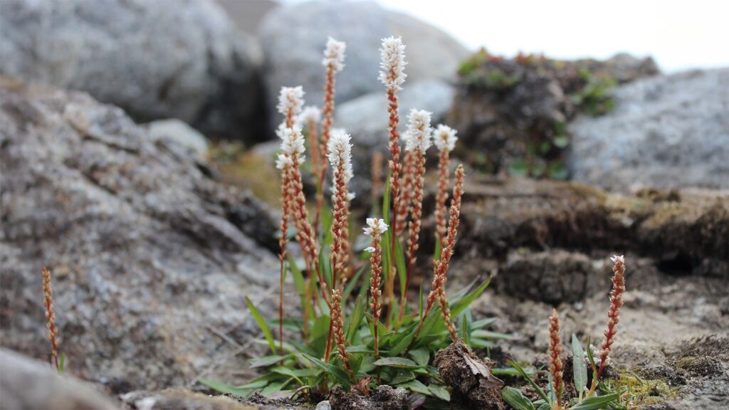 An alpine bistort in high-Arctic Svalbard. (Photo credit: Matteo Petit Bon)
