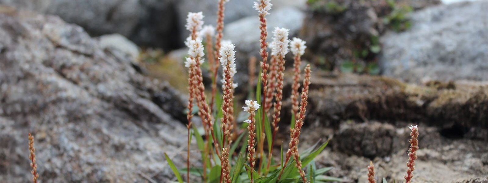 An alpine bistort in high-Arctic Svalbard. (Photo credit: Matteo Petit Bon)
