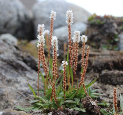 An alpine bistort in high-Arctic Svalbard. (Photo credit: Matteo Petit Bon)