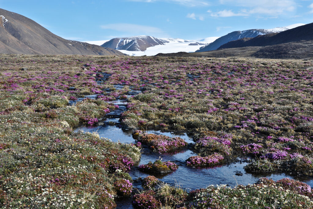 Tundra plants can eek out an existence in the very short summers of the Canadian High Arctic such as here on Ellesmere Island, Nunavut. Photo credit: Anne Bjorkman.