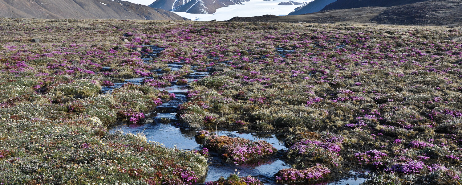 Tundra plants can eek out an existence in the very short summers of the Canadian High Arctic such as here on Ellesmere Island, Nunavut. Photo credit: Anne Bjorkman.