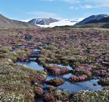 Tundra plants can eek out an existence in the very short summers of the Canadian High Arctic such as here on Ellesmere Island, Nunavut. Photo credit: Anne Bjorkman.