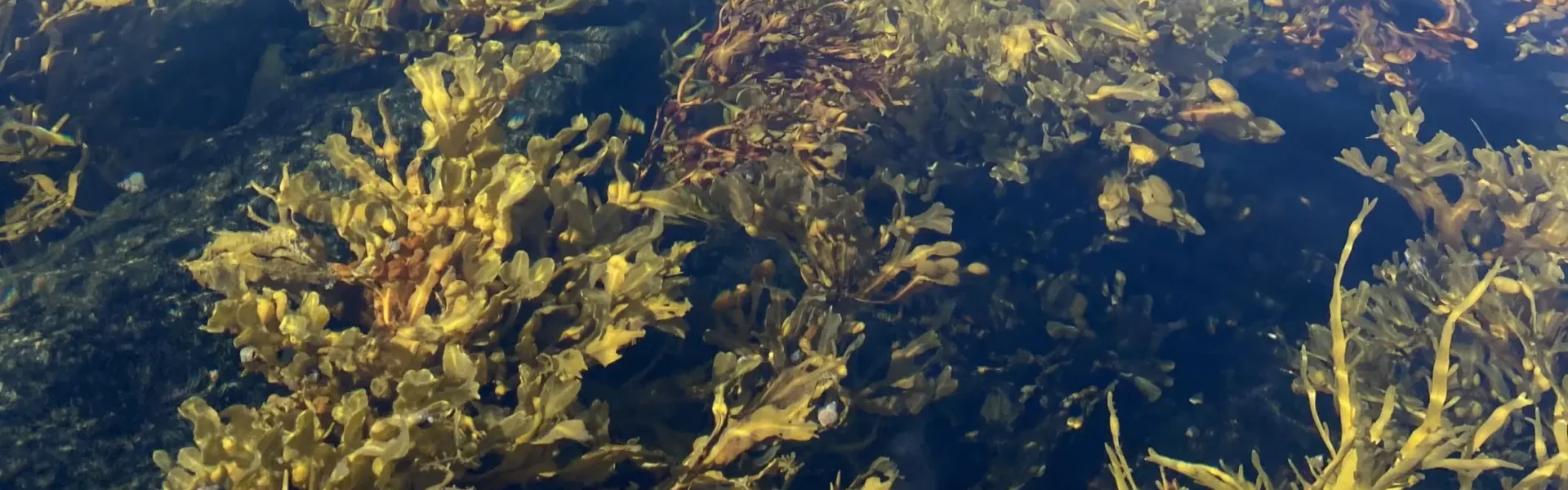 Seaweed in Arctic waters. Photo: Thomas Nilsen