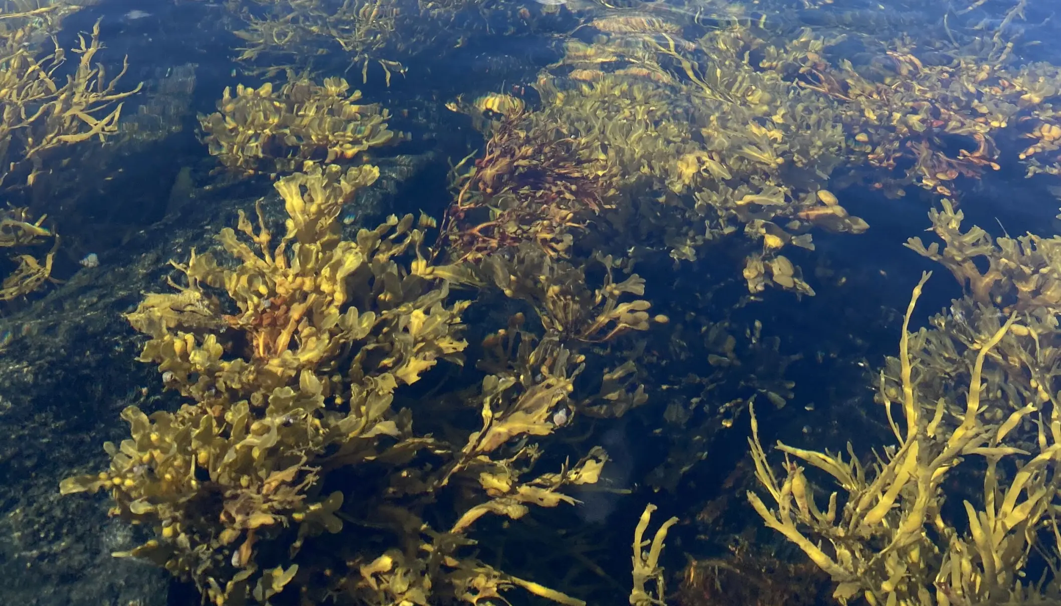 Seaweed in Arctic waters. Photo: Thomas Nilsen