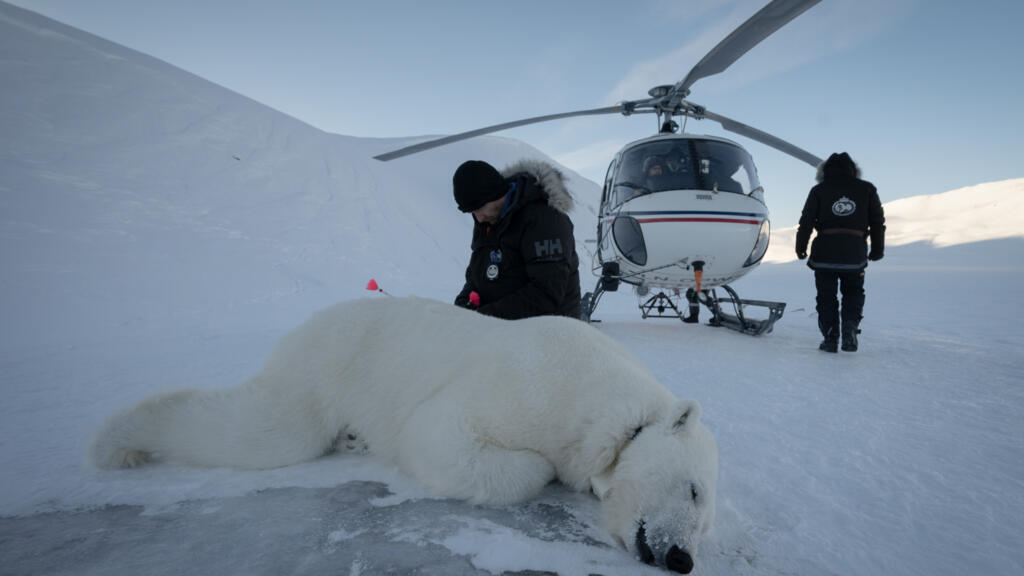 Vet Rolf Arne Olberg checks if a polar bear is properly sedated © Olivier MORIN / AFP
