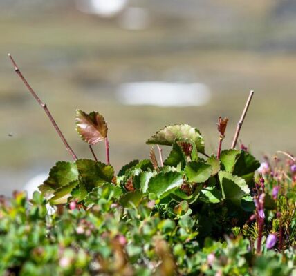 Mountain birches are establishing themselves higher and higher up in the Swedish alpine meadows, often at the expense of other low-growing species that are shaded by the birch. Photo: Anne Bjorkman