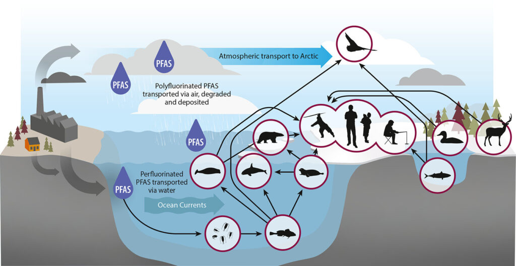 Credit: Science of The Total Environment (2024). DOI: 10.1016/j.scitotenv.2024.176274