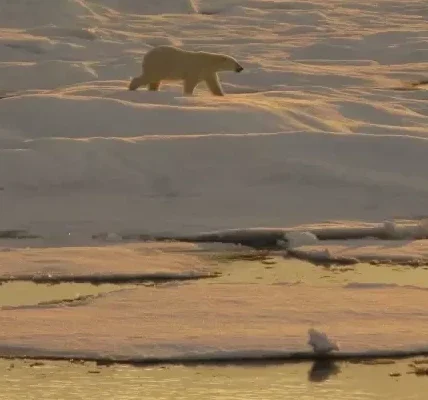 A polar bear walks on ice in the Beaufort Sea. (Photo: Pablo Clemente-Colon/ NOAA National Ice Center)