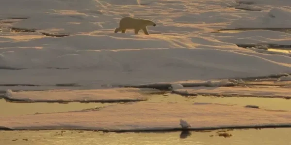 A polar bear walks on ice in the Beaufort Sea. (Photo: Pablo Clemente-Colon/ NOAA National Ice Center)