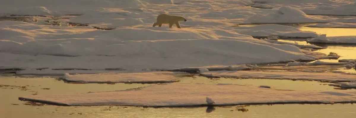 A polar bear walks on ice in the Beaufort Sea. (Photo: Pablo Clemente-Colon/ NOAA National Ice Center)