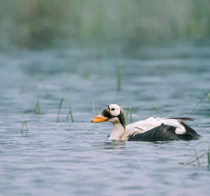 Spectacled Eider at Teshekpuk Lake in America's Arctic. Photo: Kiliii Yuyan