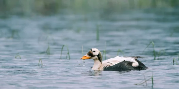 Spectacled Eider at Teshekpuk Lake in America's Arctic. Photo: Kiliii Yuyan