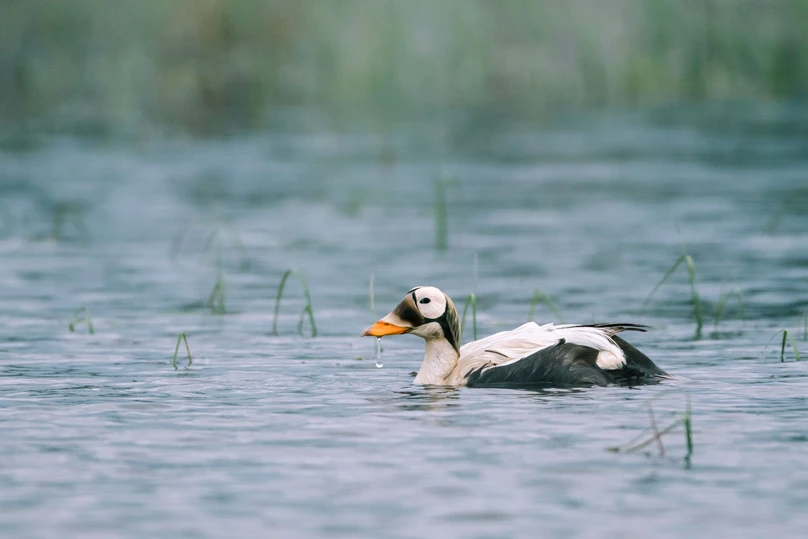 Spectacled Eider at Teshekpuk Lake in America's Arctic. Photo: Kiliii Yuyan