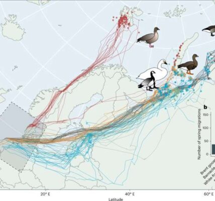 Spring migrations and tracking data of five Arctic-breeding waterfowl species. Credit: Nature Climate Change (2025). DOI: 10.1038/s41558-025-02419-6
