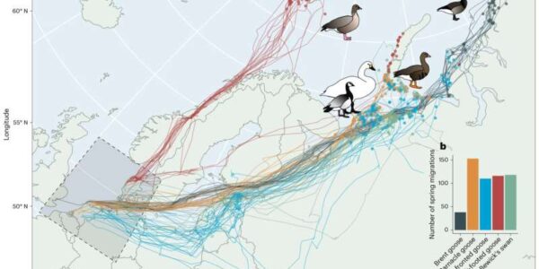 Spring migrations and tracking data of five Arctic-breeding waterfowl species. Credit: Nature Climate Change (2025). DOI: 10.1038/s41558-025-02419-6