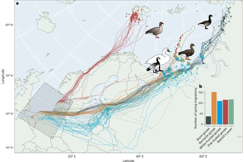 Spring migrations and tracking data of five Arctic-breeding waterfowl species. Credit: Nature Climate Change (2025). DOI: 10.1038/s41558-025-02419-6